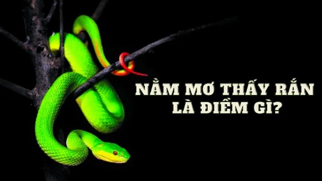 Mơ thấy rắn xanh tốt hay xấu? Mơ thấy rắn xanh tốt hay xấu?