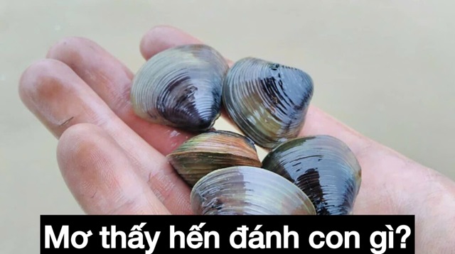 Mơ thấy con hến ở dưới biển đem đến cho bạn điềm báo tốt Mơ thấy con hến ở dưới biển đem đến cho bạn điềm báo tốt