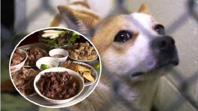 Khám phá ý nghĩa giấc mơ thấy ăn thịt chó Khám phá ý nghĩa giấc mơ thấy ăn thịt chó
