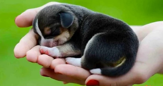 Mơ hàng xóm ăn thịt chó cho thấy đường làm ăn may mắn Mơ hàng xóm ăn thịt chó cho thấy đường làm ăn may mắn