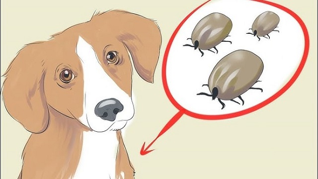 Mơ thấy ve chó đánh con gì? Mơ thấy ve chó đánh con gì?