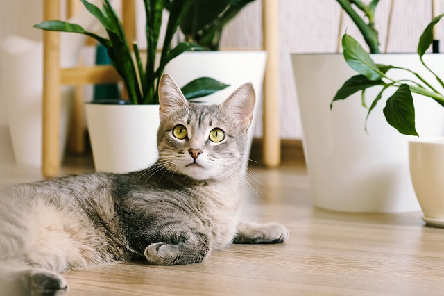 Nằm mơ thấy mèo vào nhà đánh số mấy?