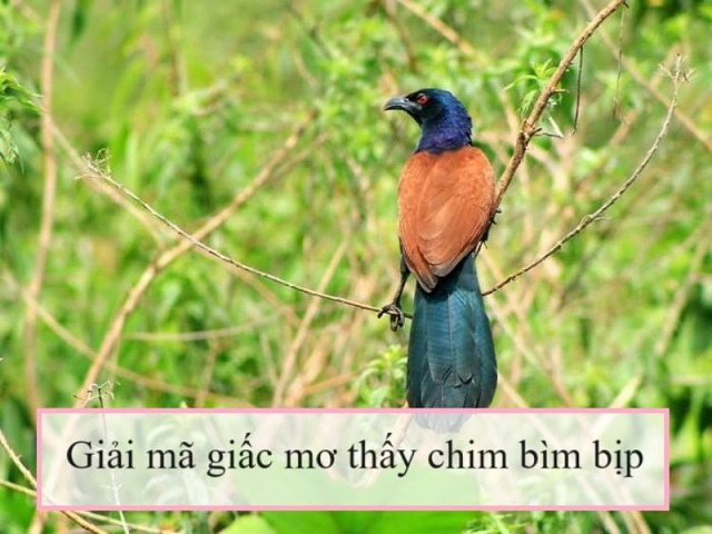 Chim bìm bịp xuất hiện trong mơ là điềm báo gì?