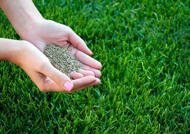 Cỏ sân bóng đá là cỏ gì